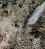 Lasioglossum sp.